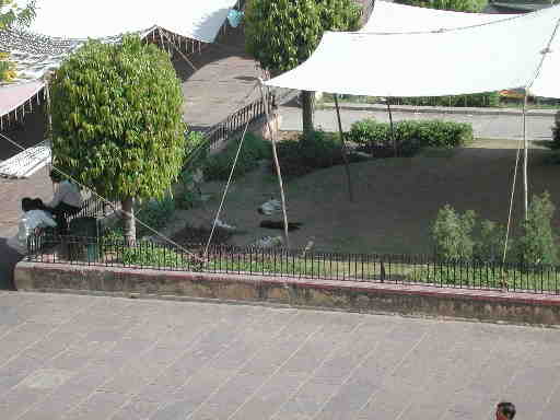 DSCN7068 The animals are allowed to do what they like.